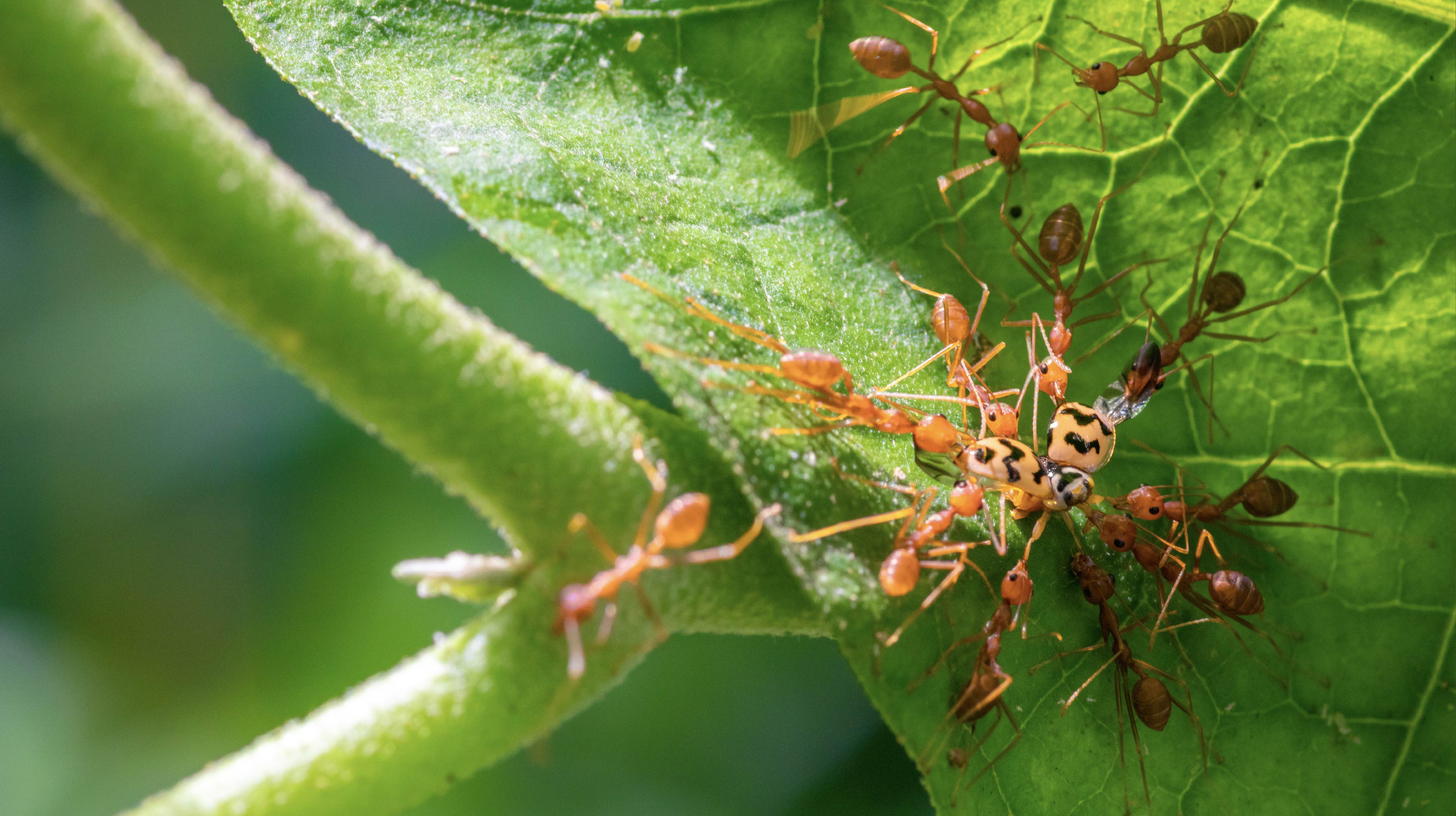 Richness Of Creations